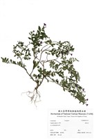 藏品(雪茄花)的圖片